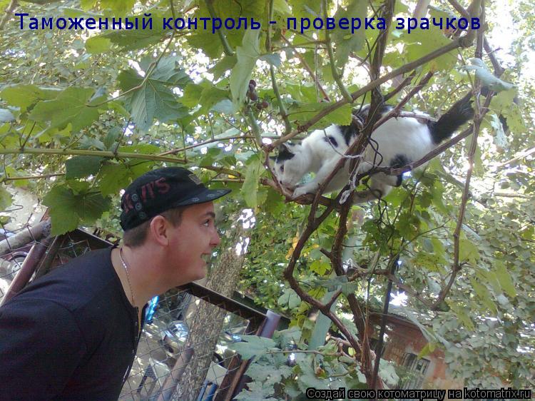 Таможенный контроль - проверка зрачков... Котоматрица: Таможенный контроль - проверка зрачков
