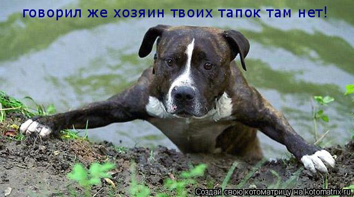говорил же хозяин твоих тапок там нет!... Котоматрица: говорил же хозяин твоих тапок там нет!