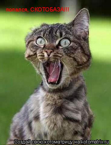 попался, СКОТОБАЗА!!!... Котоматрица: попался, СКОТОБАЗА!!!