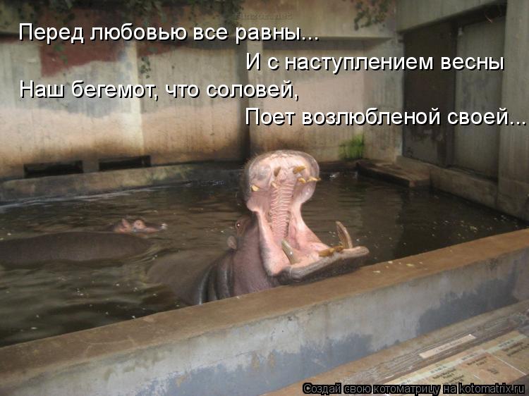 Котоматрица: Перед любовью все равны... И с наступлением весны Наш бегемот, что соловей, Поет возлюбленой своей...