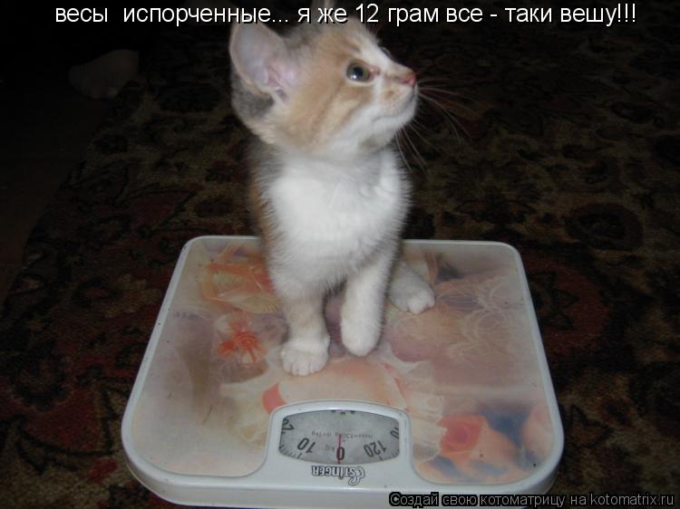 весы испорченные... я же 12 грам все - таки вешу!!!... Котоматрица: весы испорченные... я же 12 грам все - таки вешу!!!