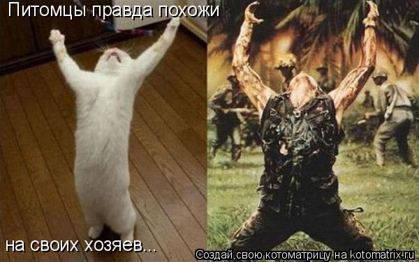 Питомцы правда похожи на своих хозяев...... Котоматрица: Питомцы правда похожи на своих хозяев...