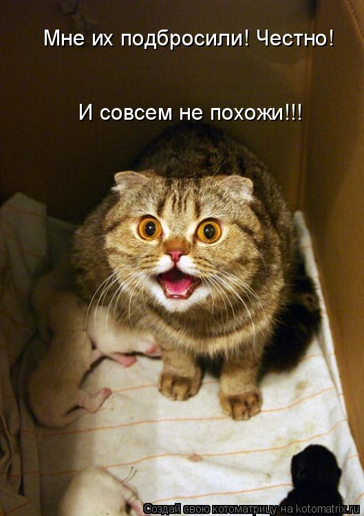 Мне их подбросили! Честно! И совсем не похожи!!!... Котоматрица: Мне их подбросили! Честно! И совсем не похожи!!!