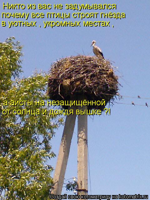 Никто из вас не задумывался почему все птицы строят гнёзда в уютных , укромных местах , а аисты на... Котоматрица: Никто из вас не задумывался почему все птицы строят гнёзда в уютных , укромных местах , а аисты на незащищённой от солнца и дождя вышке ?!