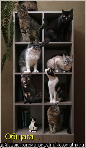Общага...... Котоматрица: Общага...