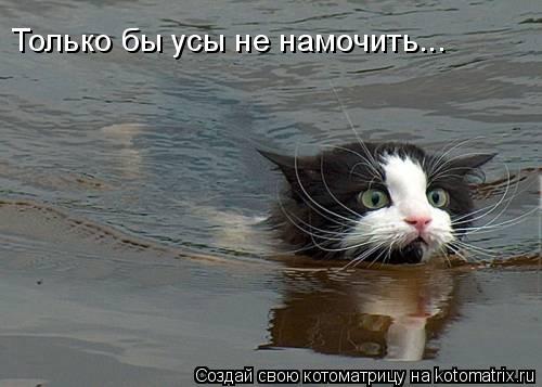 Только бы усы не намочить...... Котоматрица: Только бы усы не намочить...