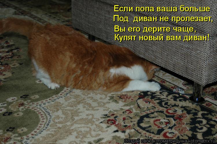 Котоматрица: Если попа ваша больше Под  диван не пролезает, Вы его дерите чаще, Купят новый вам диван!