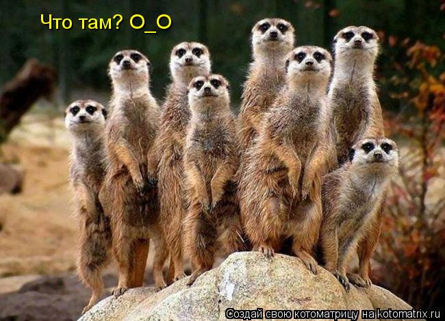 Что там? О_О... Котоматрица: Что там? О_О