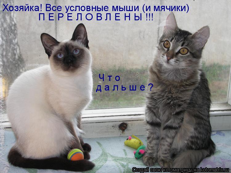 Котоматрица: Хозяйка! Все условные мыши (и мячики) П Е Р Е Л О В Л Е Н Ы !!! Ч т о    д а л ь ш е ?