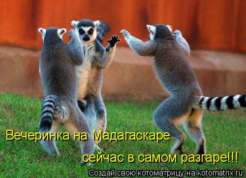 Вечеринка на Мадагаскаре сейчас в самом разгаре!!!... Котоматрица: Вечеринка на Мадагаскаре сейчас в самом разгаре!!!