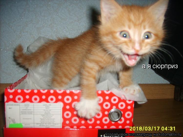 а я сюрприз... Котоматрица: а я сюрприз