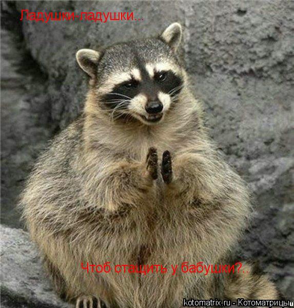 Ладушки-ладушки... Чтоб стащить у бабушки?..... Котоматрица: Ладушки-ладушки... Чтоб стащить у бабушки?..