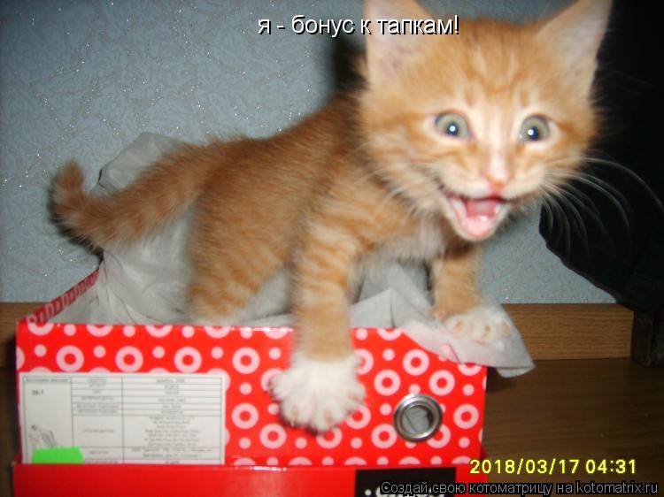 я - бонус к тапкам!... Котоматрица: я - бонус к тапкам!