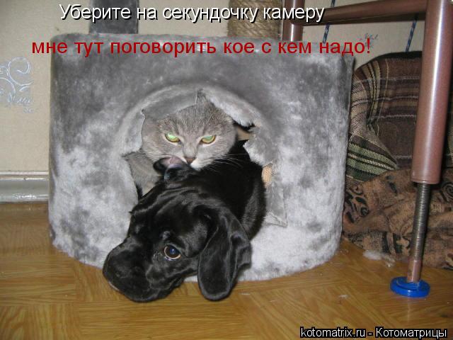 Уберите на секундочку камеру мне тут поговорить кое с кем надо!... Котоматрица: Уберите на секундочку камеру мне тут поговорить кое с кем надо!