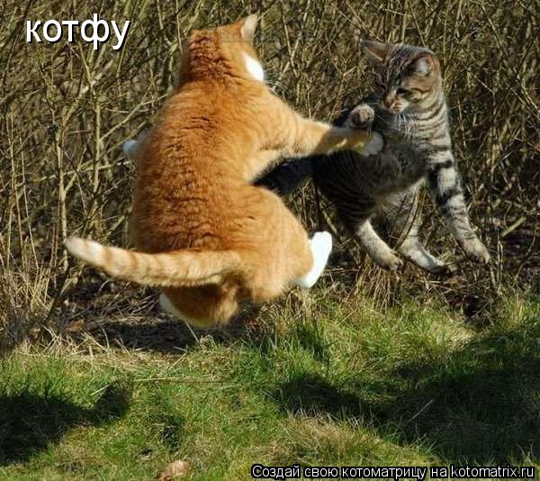 котфу... Котоматрица: котфу