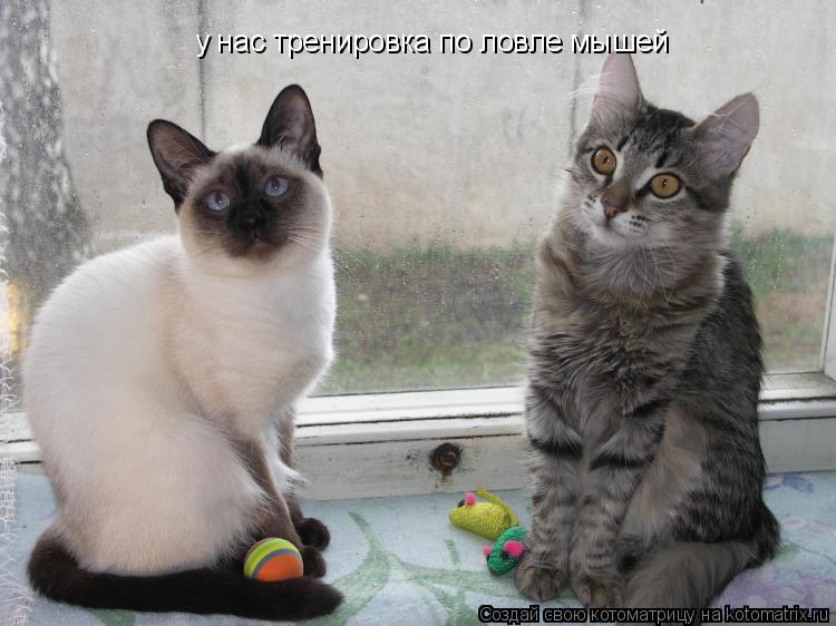 у нас тренировка по ловле мышей... Котоматрица: у нас тренировка по ловле мышей