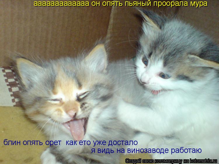 ааааааааааааа он опять пьяный проорала мура блин опять орет блин опять орет как ето уже достало я ... Котоматрица: ааааааааааааа он опять пьяный проорала мура блин опять орет блин опять орет как ето уже достало я видь на винозаводе работаю