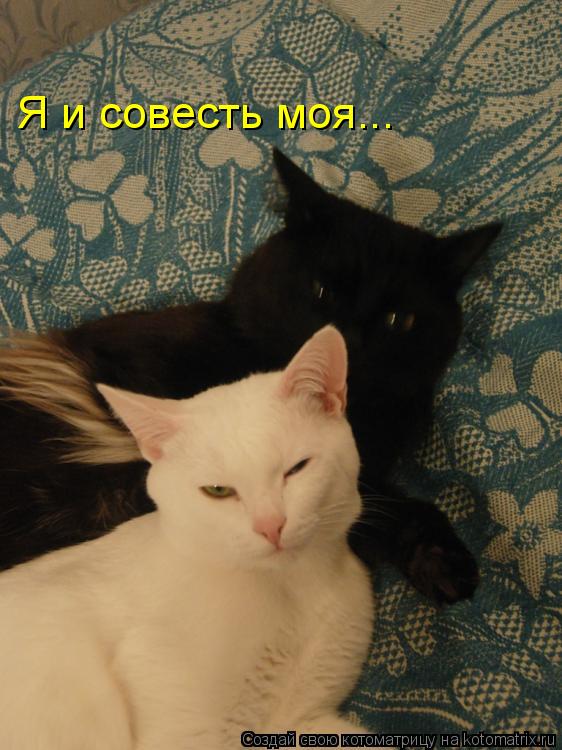 Я и совесть моя...... Котоматрица: Я и совесть моя...