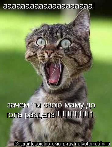 аааааааааааааааааааа! зачем ты свою маму до гола раздела!!!!!!!!!!!!!!1... Котоматрица: аааааааааааааааааааа! зачем ты свою маму до гола раздела!!!!!!!!!!!!!!1