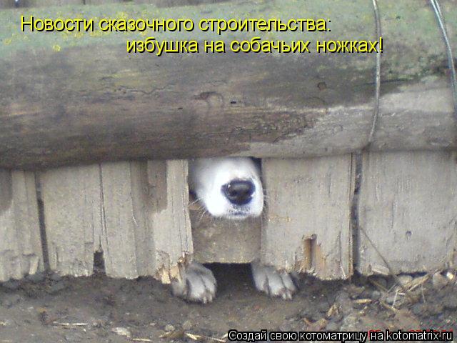 Новости сказочного строительства: избушка на собачьих ножках!... Котоматрица: Новости сказочного строительства: избушка на собачьих ножках!