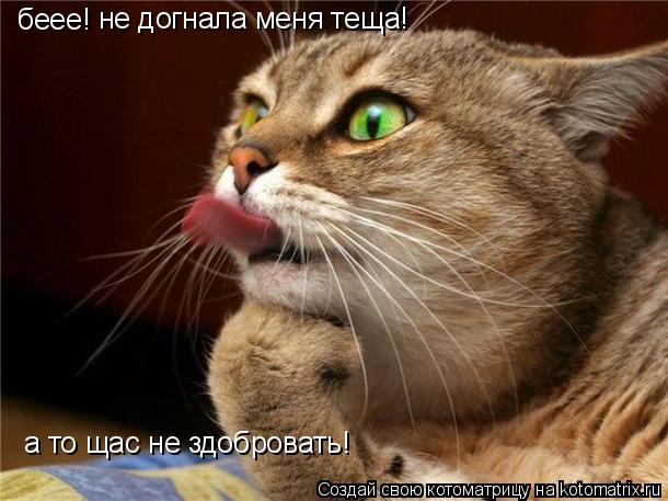 беее! не догнала меня теща! а то щас не здобровать!... Котоматрица: беее! не догнала меня теща! а то щас не здобровать!