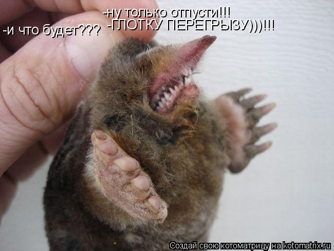 -ну только отпусти!!! -и что будет??? -ГЛОТКУ ПЕРЕГРЫЗУ)))!!!... Котоматрица: -ну только отпусти!!! -и что будет??? -ГЛОТКУ ПЕРЕГРЫЗУ)))!!!