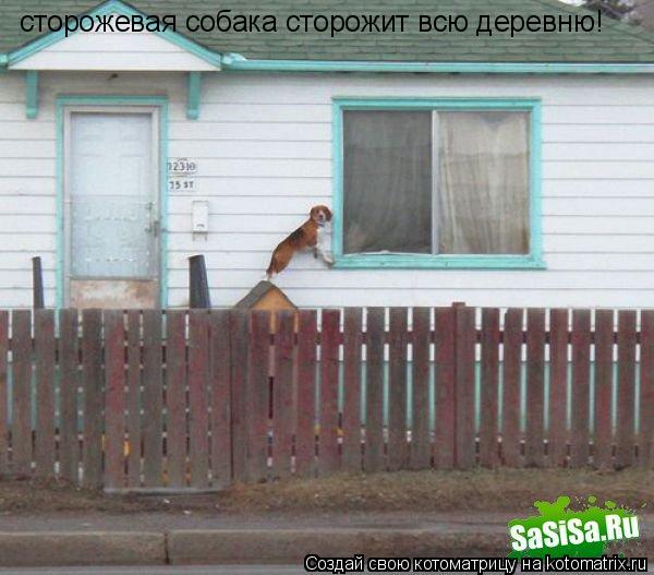 сторожевая собака сторожит всю деревню!... Котоматрица: сторожевая собака сторожит всю деревню!