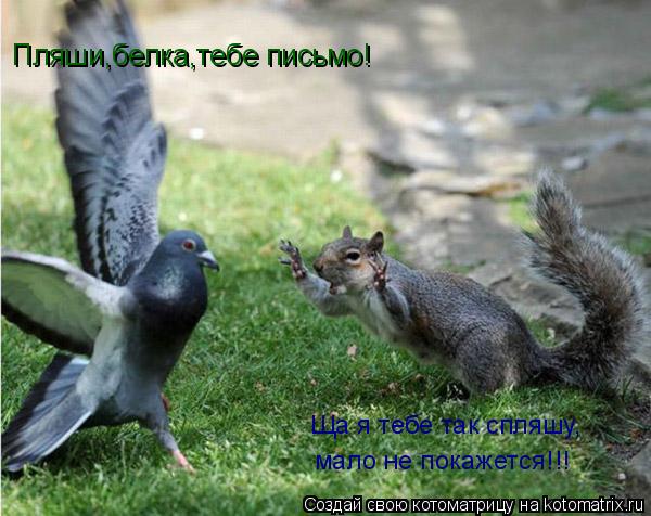 Ща я тебе так спляшу, мало не покажется!!! Пляши,белка,тебе письмо!... Котоматрица: Ща я тебе так спляшу, мало не покажется!!! Пляши,белка,тебе письмо!