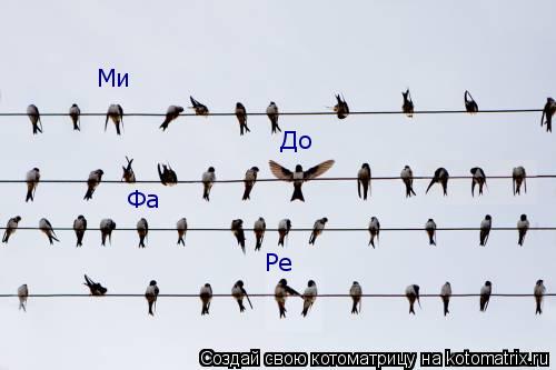 До Ре Ми Фа Со... Котоматрица: До Ре Ми Фа Со