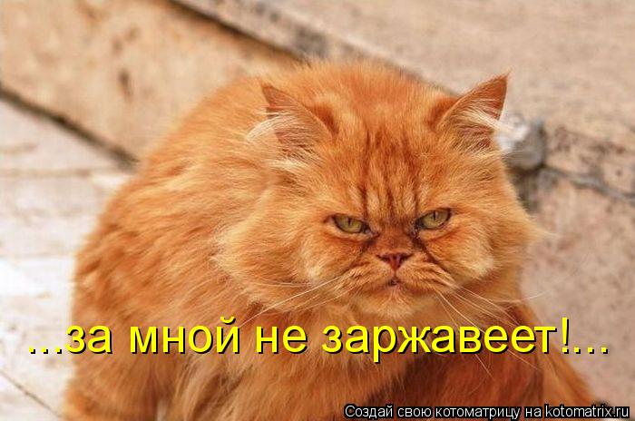 ...за мной не заржавеет!...... Котоматрица: ...за мной не заржавеет!...