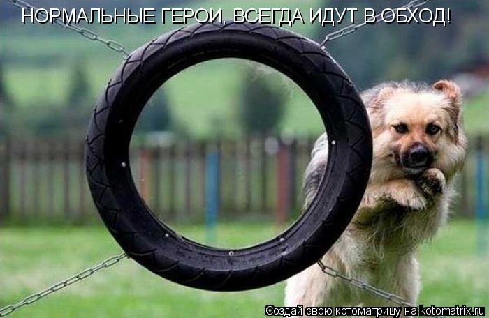 НОРМАЛЬНЫЕ ГЕРОИ, ВСЕГДА ИДУТ В ОБХОД!... Котоматрица: НОРМАЛЬНЫЕ ГЕРОИ, ВСЕГДА ИДУТ В ОБХОД!
