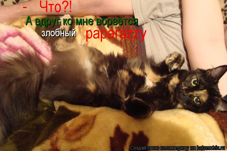 А вдруг ко мне ворвётся злобный paparazzy Что?! -... Котоматрица: А вдруг ко мне ворвётся злобный paparazzy Что?! -