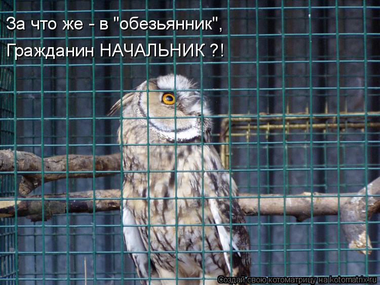 За что же - в "обезьянник", Гражданин НАЧАЛЬНИК ?!... Котоматрица: За что же - в "обезьянник", Гражданин НАЧАЛЬНИК ?!