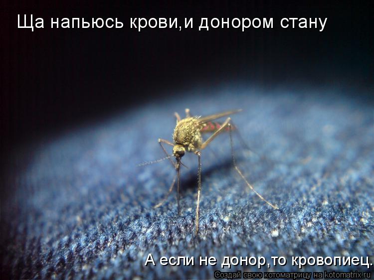 Ща напьюсь крови,и донором стану А если не донор,то кровопиец.... Котоматрица: Ща напьюсь крови,и донором стану А если не донор,то кровопиец.