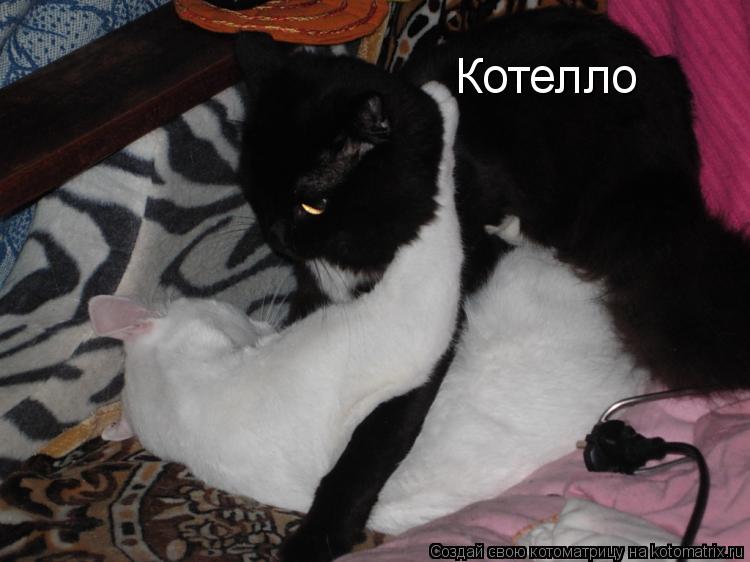 Котелло... Котоматрица: Котелло