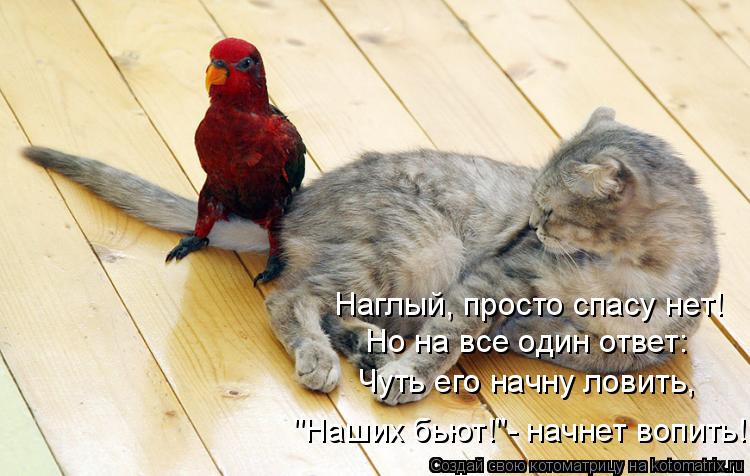 Наглый, просто спасу нет! Но на все один ответ: Чуть его начну ловить, "Наших бьют!"- начнет вопить!... Котоматрица: Наглый, просто спасу нет! Но на все один ответ: Чуть его начну ловить, "Наших бьют!"- начнет вопить!