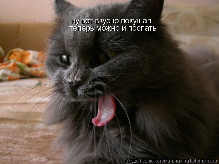 ну вот вкусно покушал теперь можно и поспать... Котоматрица: ну вот вкусно покушал теперь можно и поспать