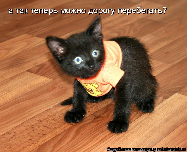а так теперь можно дорогу перебегать?... Котоматрица: а так теперь можно дорогу перебегать?