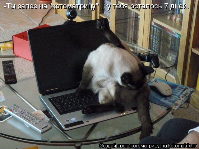-Ты залез на "котоматрицу"... у тебя осталось 7 дней...... Котоматрица: -Ты залез на "котоматрицу"... у тебя осталось 7 дней...