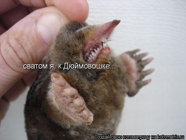 сватом я, к Дюймовошке...... Котоматрица: сватом я, к Дюймовошке...