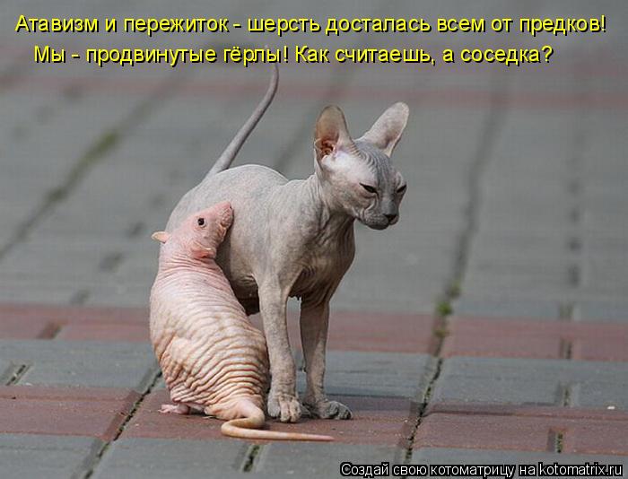 Атавизм и пережиток - шерсть досталась всем от предков! Мы - продвинутые гёрлы! Как считаешь, а сосед... Котоматрица: Атавизм и пережиток - шерсть досталась всем от предков! Мы - продвинутые гёрлы! Как считаешь, а соседка?