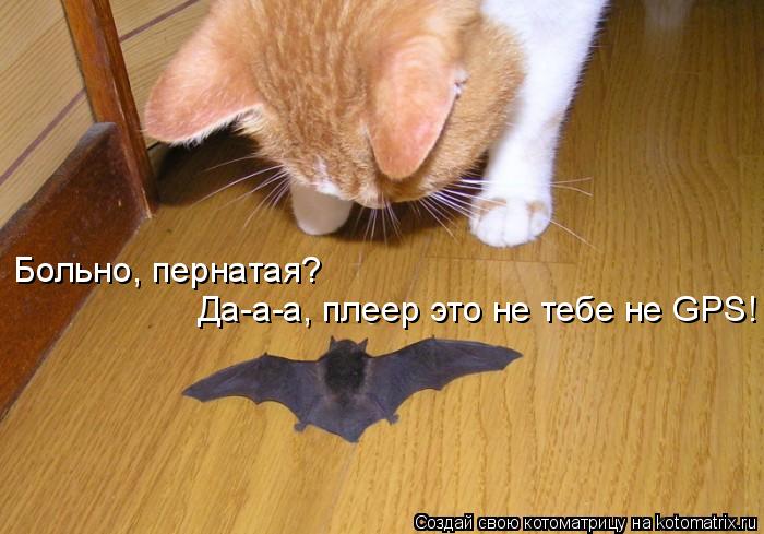 Больно, пернатая? Да-а-а, плеер это не тебе не GPS!... Котоматрица: Больно, пернатая? Да-а-а, плеер это не тебе не GPS!