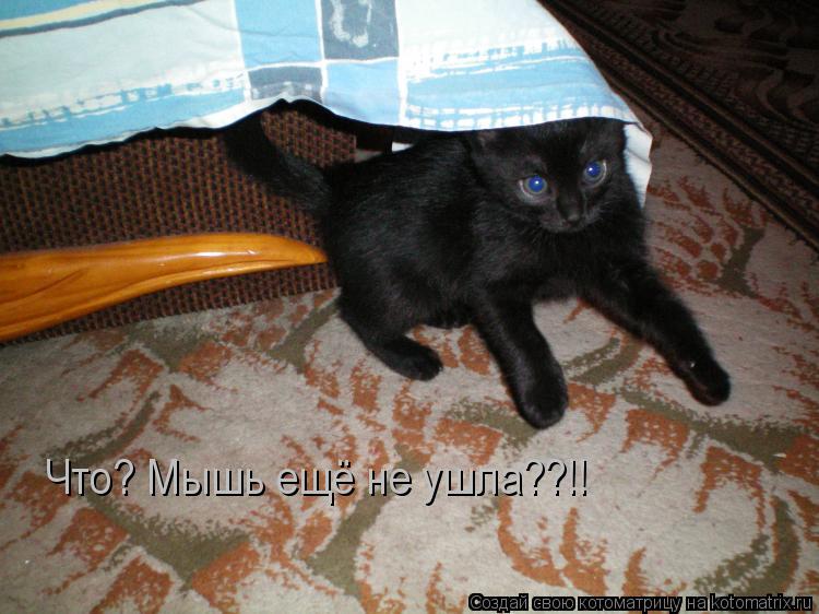 Что? Мышь ещё не ушла??!!... Котоматрица: Что? Мышь ещё не ушла??!!