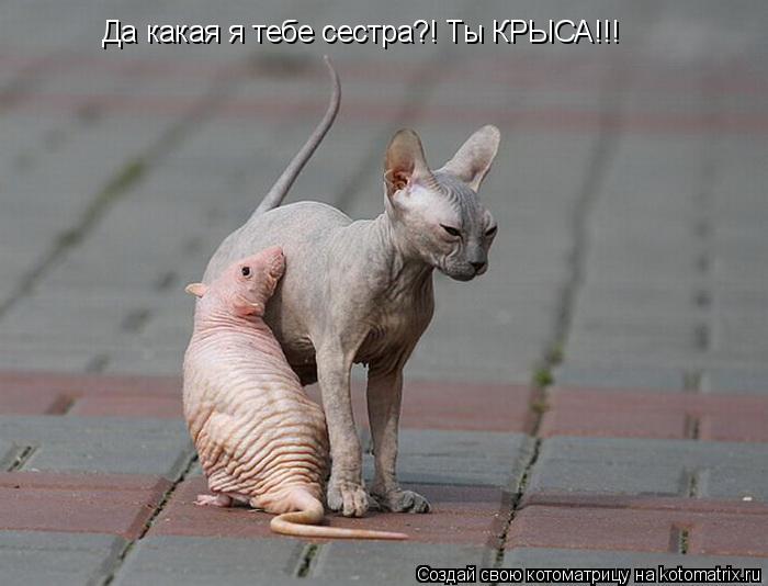 Да какая я тебе сестра?! Ты КРЫСА!!!... Котоматрица: Да какая я тебе сестра?! Ты КРЫСА!!!