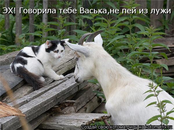 ЭХ! Говорила тебе Васька,не пей из лужи козлом станешь!!!... Котоматрица: ЭХ! Говорила тебе Васька,не пей из лужи козлом станешь!!!