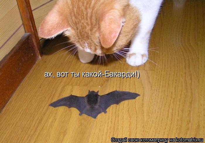 ах, вот ты какой-Бакарди!)... Котоматрица: ах, вот ты какой-Бакарди!)