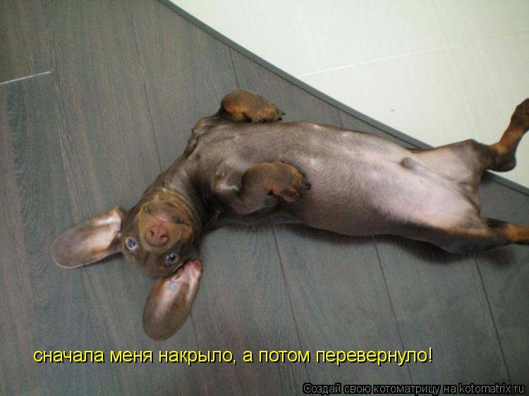 сначала меня накрыло, а потом перевернуло!... Котоматрица: сначала меня накрыло, а потом перевернуло!