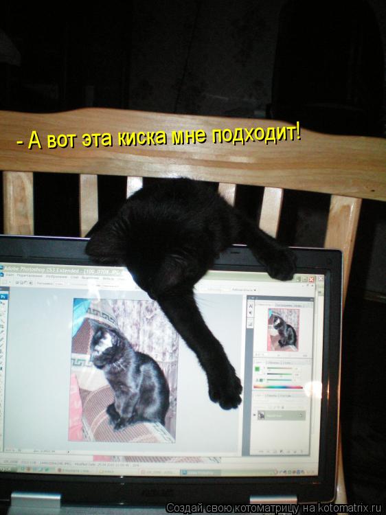 - А вот эта киска мне подходит!... Котоматрица: - А вот эта киска мне подходит!