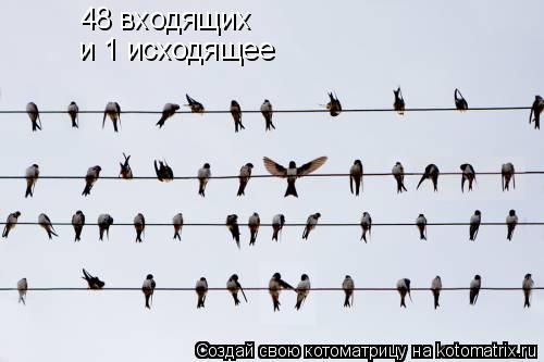 48 входящих и 1 исходящее... Котоматрица: 48 входящих и 1 исходящее
