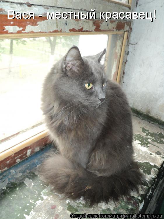 Вася - местный красавец!... Котоматрица: Вася - местный красавец!